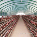 Greenhouse de volaille à une seule portée pour la ferme de poulet
